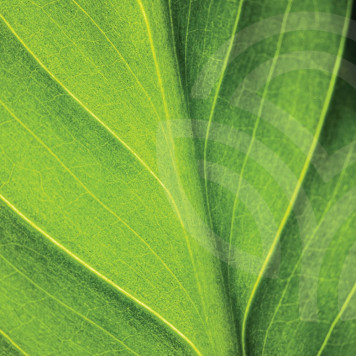 Liquid Chlorophyll NSP Liquid Chlorophyll NSP NSP, modello 1580  | Immagine № 1