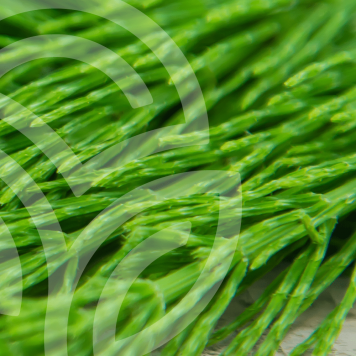 HSN-W NSP NSP, modello 935  | Immagine № 1