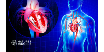 Il cuore è protetto: come ridurre i rischi e rafforzare i vasi sanguigni Il cuore è protetto: come ridurre i rischi e rafforzare i vasi sanguigni