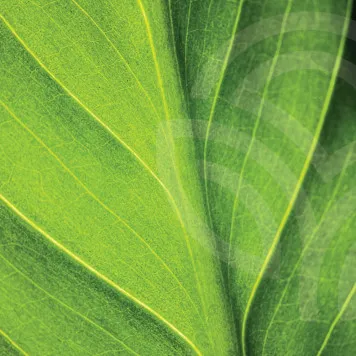 Liquid Chlorophyll NSP NSP, modello 1580  | Immagine № 1