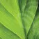 Liquid Chlorophyll NSP